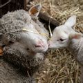 Mutilations of Sheep - FOUR PAWS International - Animal Welfare ...