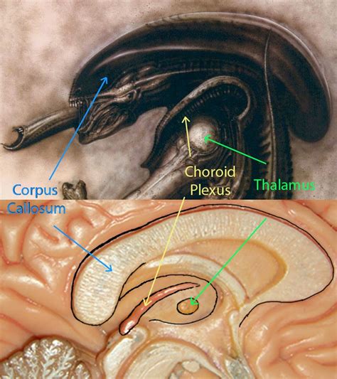 Image result for Alien Brain Drain