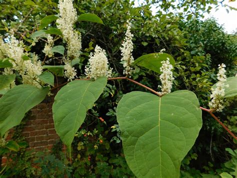 Japanese Knotweed - A Colourful History - Conservation Land Services