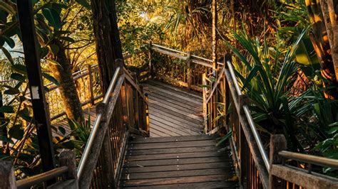 Wallpaper stairs, descent, trees, plants, tropics hd, picture, image