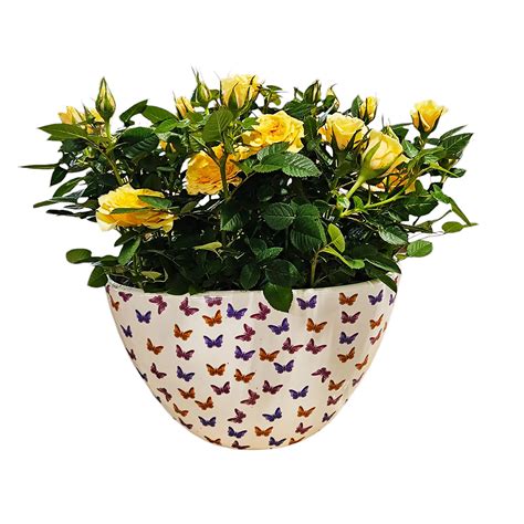 Floral Potted Butterfly Rose Garden - Shop Potted plants at H-E-B