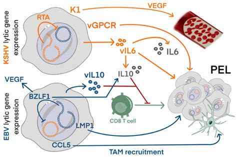 Co-Infection of the Epstein–Barr Virus and the Kaposi Sarcoma-Associated Herpesvirus