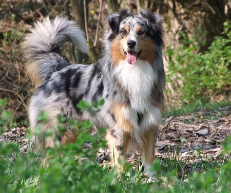 Australian Shepherd Dog Breed » Information, Pictures, & More