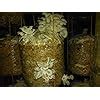 ARKO Oyster Mushroom Seeds : Amazon.in: Garden & Outdoors