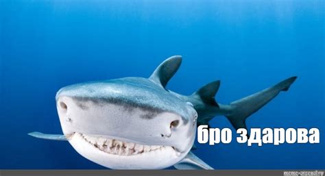 Создать мем "акула, белые акулы, акула бык" - Картинки - Meme-arsenal.com