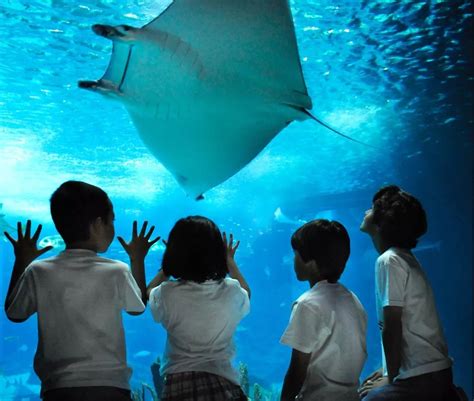 世界十大最佳水族馆TOP榜，中国仅一个上榜，TOP3为日本水族馆_海洋