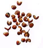 Poivre de Sichuan — Chine Informations