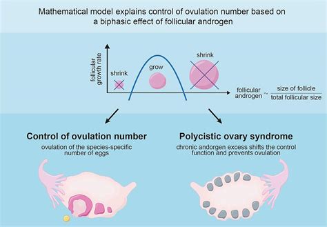 Frontiers | A Mechanism for Ovulation Number Control