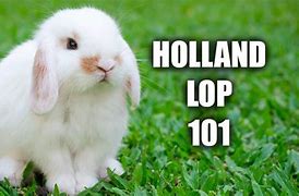 Image result for Holland Lop Rabbits Breed