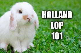 Image result for Holland Lop On White Background