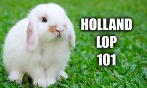Image result for Holland Lop Breeder