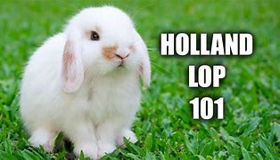 Image result for Blue Female Holland Lop Bunny