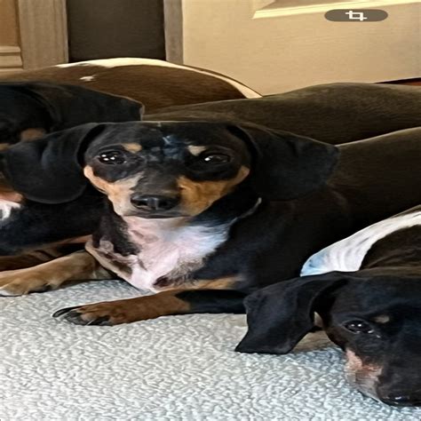 Aztec Animal Shelter in Aztec, NM