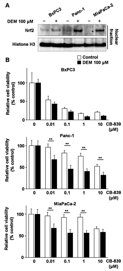 Nrf2 Activation Sensitizes K-Ras Mutant Pancreatic Cancer Cells to ...