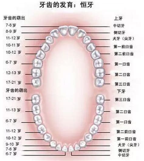 有些人有28颗牙，有些人却有32颗到底多少颗牙齿是正常的? - 知乎