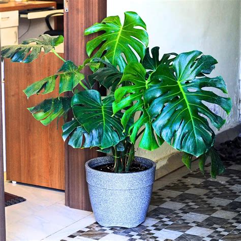 Monstera Deliciosa "Swiss Cheese" - Plant – Lalit Enterprise
