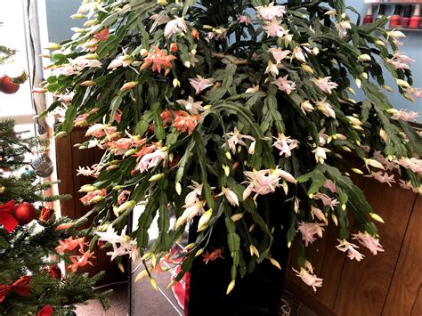 MCCOY FUNERAL HOME INC - Blacksburg VA - Hours, Directions, Reviews ...