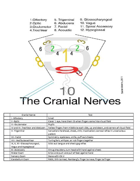 Cranial Nerves Tool- Picture of a Face - Cranial Nerve Test I ...