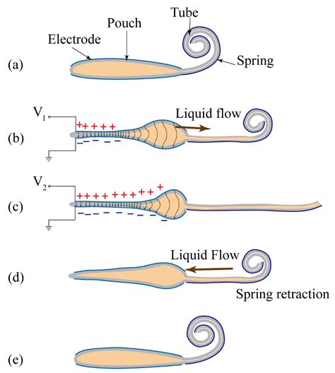 Bio-Inspired Soft Proboscis Actuator Driven by Dielectric Elastomer ...