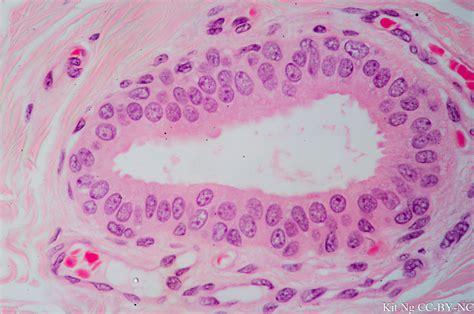 Stratified Cuboidal Epithelium – Kit Ng, Ph.D.