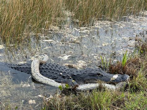 Florida cyclist captures jaw-dropping video of massive alligator ...