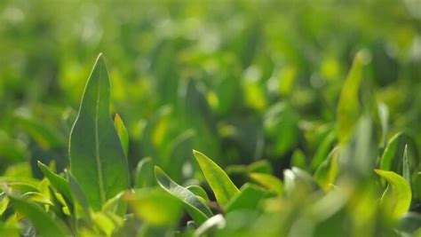 Image result for Spring Texture PNG