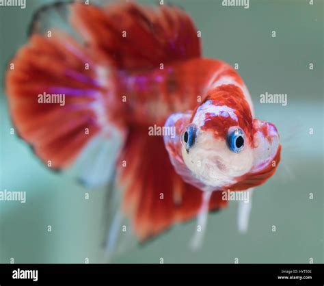 Flaring Koi male HMPK Betta Splendens Stock Photo - Alamy