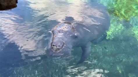 Apollo Beach's Manatee Viewing Centers offering a experience | FOX 13 ...