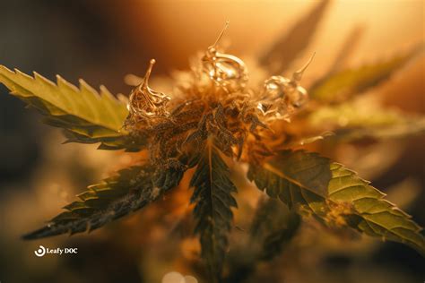 Different Names Of Pot