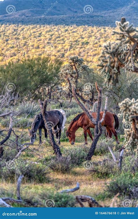 Wild Horses of Arizona stock photo. Image of d750, desert - 164676618