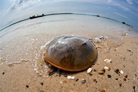 Largest Horseshoe Crab