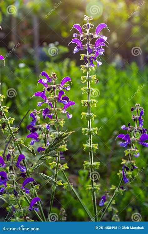 Salvia Pratensis La Pradera Clary O Meadow Sage Es Una Especie De Planta Floreciente En La ...