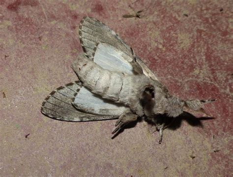 Teleclita strigata | Moths