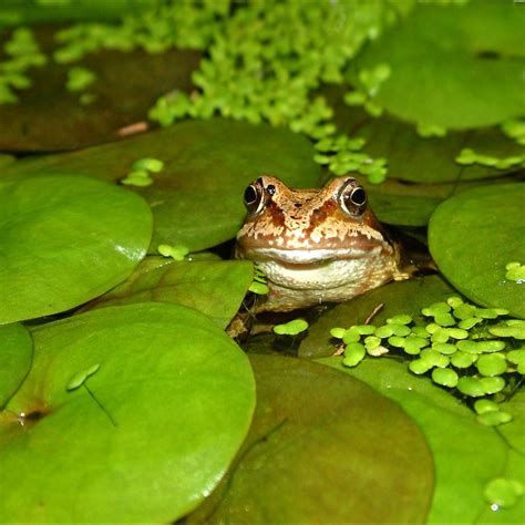 What Do Frogs Symbolize at Sean Hawker blog
