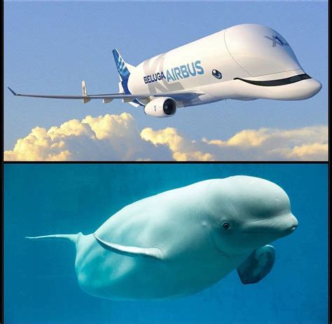 Airbus Beluga XL (Modified A330-200) vs. an Actual Beluga Whale : aviation