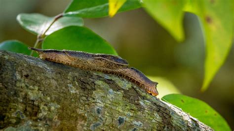 Peril in Paradise: Rat Lungworm's Threat in Tropical Getaways | MedPage ...