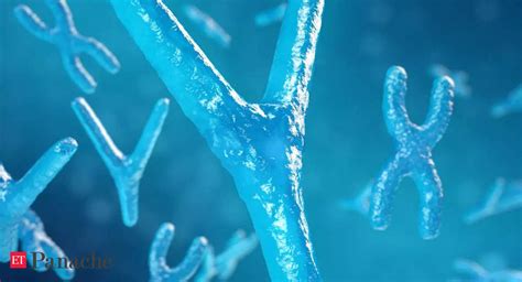 Y chromosome: The human Y chromosome may disappear in a few million ...