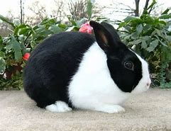 Image result for Rabbit Colors
