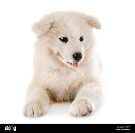 puppy samoyed dog in front of white background Stock Photo - Alamy