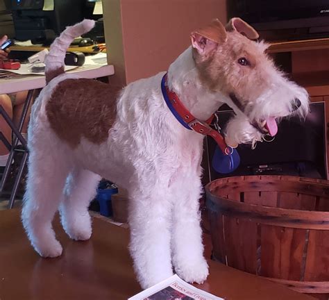Wire Haired Terrier Puppies