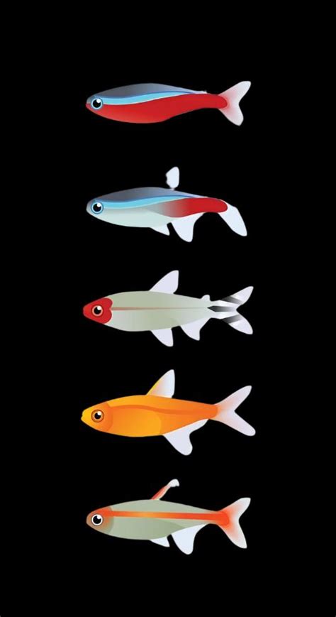 Tetra Combo - Glowlight Tetra, Blue Emperor Tetra, Blue Cochu Tetra, B ...