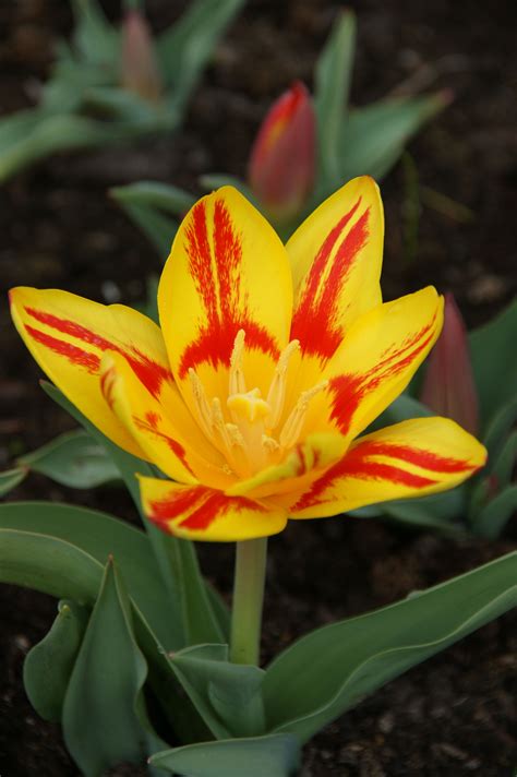 Tulip In Spanish Plural at Ida Barrera blog