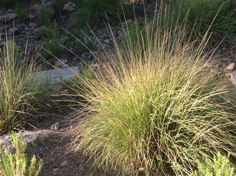 Muhlenbergia rigens (Deer Grass) - Mountain States Wholesale Nursery