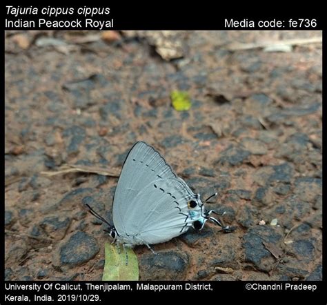Tajuria cippus | Butterfly