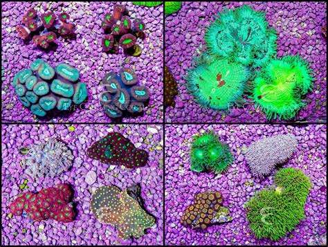 Wholesale Coral Ordering | Coral Colonies & Frags | Eye Catching Coral
