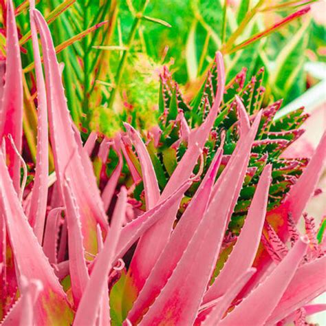 7 Amazing Skin Care Benefits of Pink Aloe Vera—the New Face of Hydrati ...