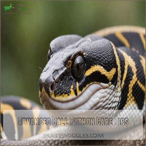 Image result for Ball Python Pet Snake