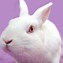 Image result for Spring Rabbit Applique