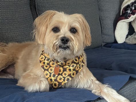 Our Sweet Mila! - HSHV