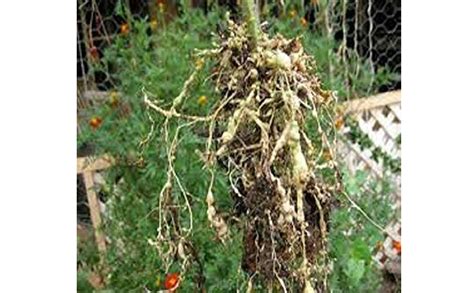 Sleep Well Trichoderma Harzanium Fungicide To Control Nematode In Green ...